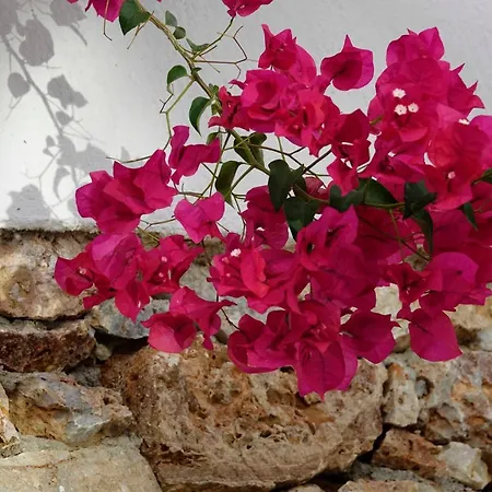 Meltemi Folegandros Town